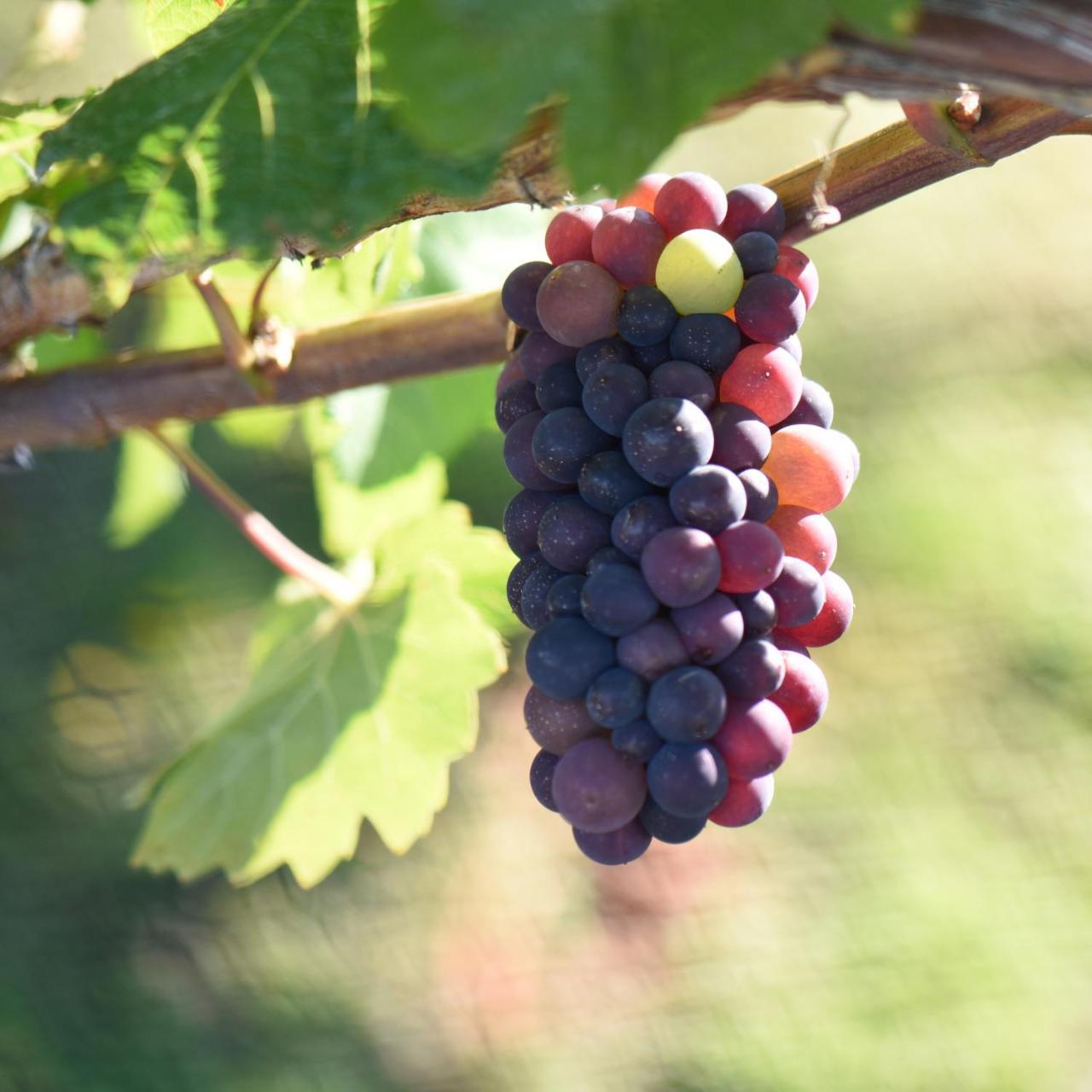 Grey Ridge Vineyard Experience Bed & Breakfast Alexandra Eksteriør bilde