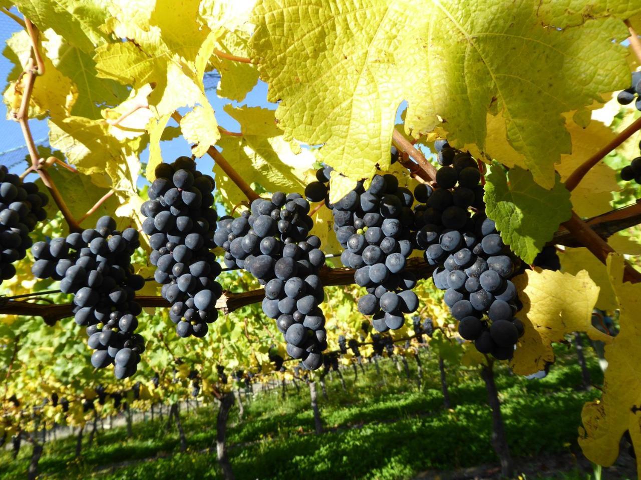 Grey Ridge Vineyard Experience Bed & Breakfast Alexandra Eksteriør bilde
